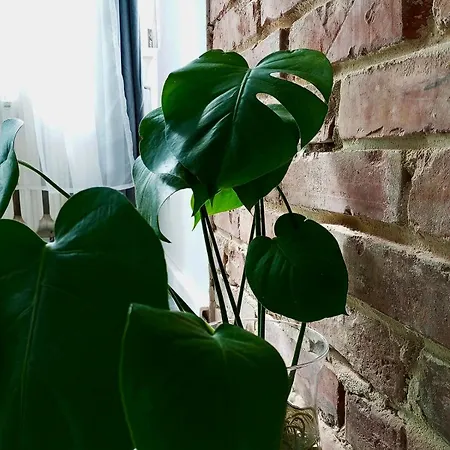 Monstera-32m,aneks,5min Rynek Бидгощ